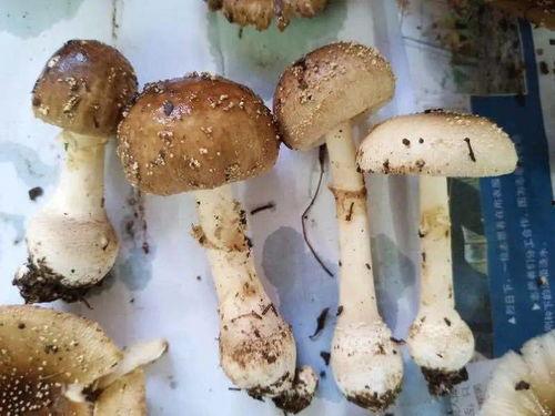 娱乐吃瓜酱毒蘑菇,毒蘑菇事件背后的真相